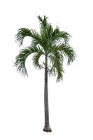 single betel palm tree isolated on white background photo