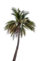 Coconut tree isolated on white background photo