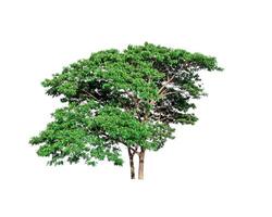 single tree isolated on white background with clipping path photo