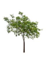 single tree isolated on white background with clipping path photo