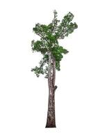 single tree isolated on white background with clipping path photo