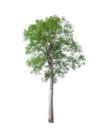 single tree isolated on white background with clipping path photo