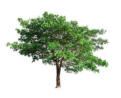 single tree isolated on white background with clipping path photo