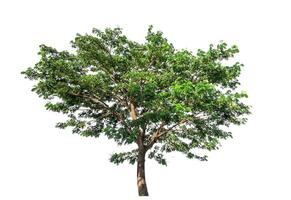single tree isolated on white background with clipping path photo