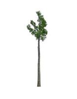 single tree isolated on white background with clipping path photo