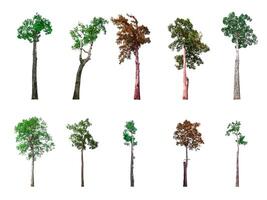 Collection of trees, trees isolated on white background with clipping path photo