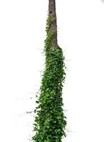 Weeds twining around a tree trunk, isolated on a white background with clipping path photo