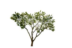 single tree isolated on white background with clipping path photo