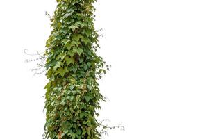 malas hierbas entrelazar alrededor un árbol trompa, aislado en un blanco antecedentes con recorte camino foto