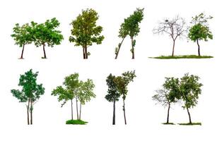 Collection of trees, trees isolated on white background with clipping path photo