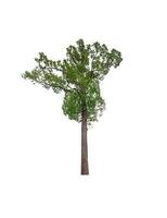 single tree isolated on white background with clipping path photo