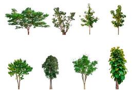 Collection of trees, trees isolated on white background with clipping path photo