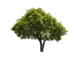 single tree isolated on white background with clipping path photo