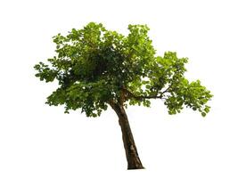 single tree isolated on white background with clipping path photo