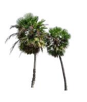 Palm tree isolated on white background with clipping path photo