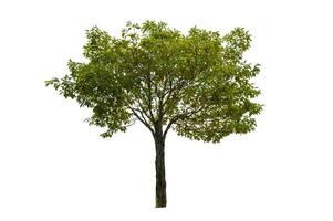 single tree isolated on white background with clipping path photo