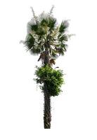 Palm tree isolated on white background with clipping path photo