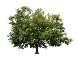 single tree isolated on white background with clipping path photo