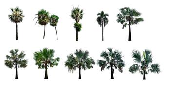 set 10 tree isolated on white background with clipping path photo