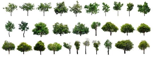 set 30 tree isolated on white background with clipping path photo