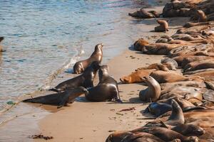 Sea lions lounging on sandy beach by calm water, one upright in center, in serene coastal setting. photo