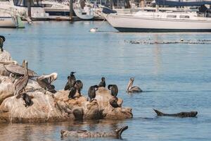 Tranquil coastal birds on rocks by boats in clear sky photo
