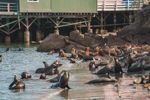 Sea lions gather on rocky shore near pier, interacting in water photo