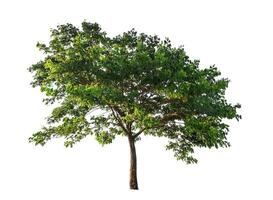 single tree isolated on white background with clipping path photo