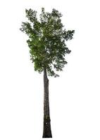 single tree isolated on white background with clipping path photo