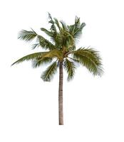 Coconut tree isolated on white background photo