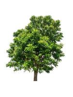 single tree isolated on white background with clipping path photo