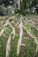 The roots of a large tree rose above the ground. photo