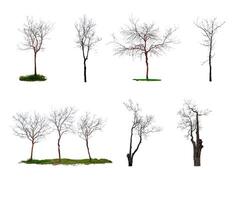 Collection of trees, leafless trees isolated on white background with clipping path photo