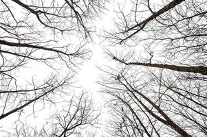 Leafless tree isolated on white background. photo