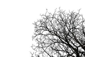 Leafless tree isolated on white background. photo