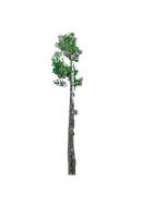 single tree isolated on white background with clipping path photo