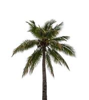 Coconut tree isolated on white background photo