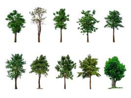 Collection of trees, trees isolated on white background with clipping path photo