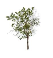 Tree isolated on white background photo