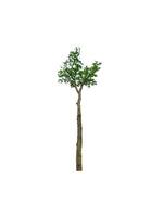 single tree isolated on white background with clipping path photo