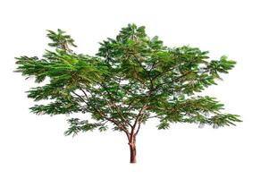 single tree isolated on white background with clipping path photo