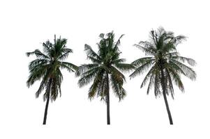 Coconut trees isolated on white background photo