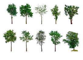 Collection of trees, trees isolated on white background with clipping path photo