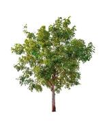 single tree isolated on white background with clipping path photo