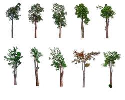 Collection of trees, trees isolated on white background with clipping path photo