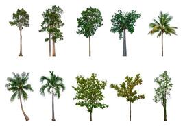 Collection of trees, trees isolated on white background with clipping path photo