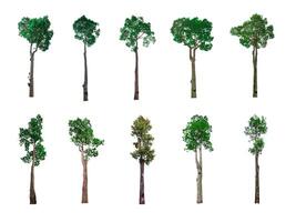 Collection of trees, trees isolated on white background with clipping path photo