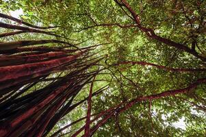 un ver desde el fondo de un grande árbol en el bosque. foto