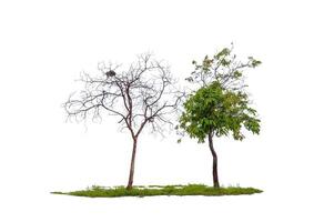 perenne sin hojas planta con verde hojas aislado en blanco antecedentes. foto