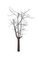 Leafless tree isolated on white background. photo